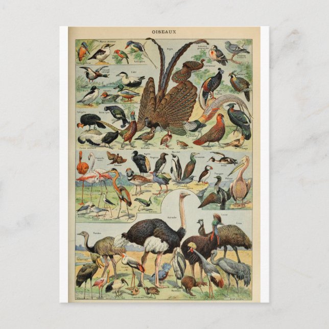 Dictionary illustration birds postcard (Front)