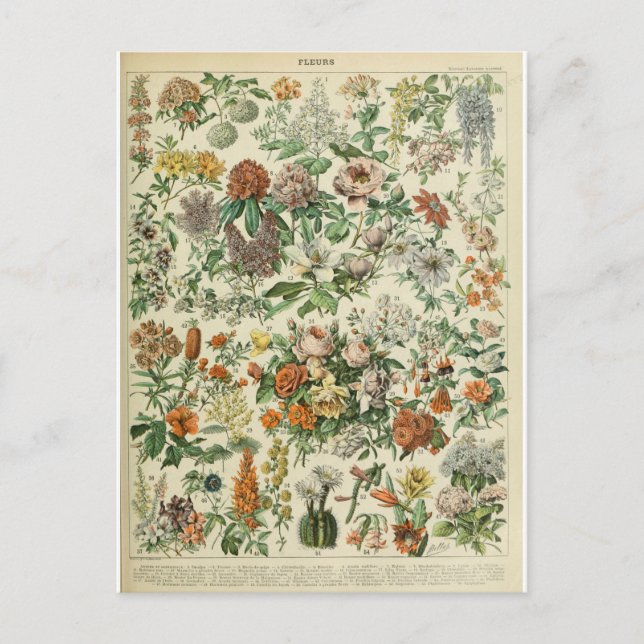Dictionary illustration flowers postcard (Front)