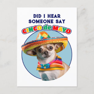 Did I Hear Cinco De Mayo Sombrero Chihuahua Holiday Postcard