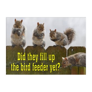 Did They Fill Up The Bird Feeder? Squirrels Acrylic Print by WackemArt at Zazzle