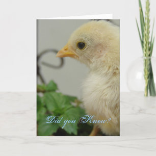 Did you know? One Hot Chick, birthday Card