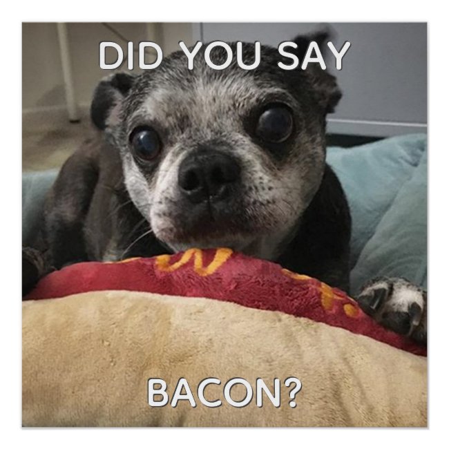 Did You Say Bacon? Funny Dog / Cat / Pet