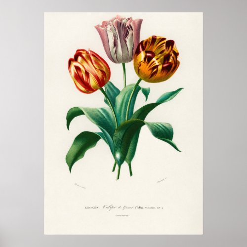 Didiers tulip Tulipa gesneriana Poster