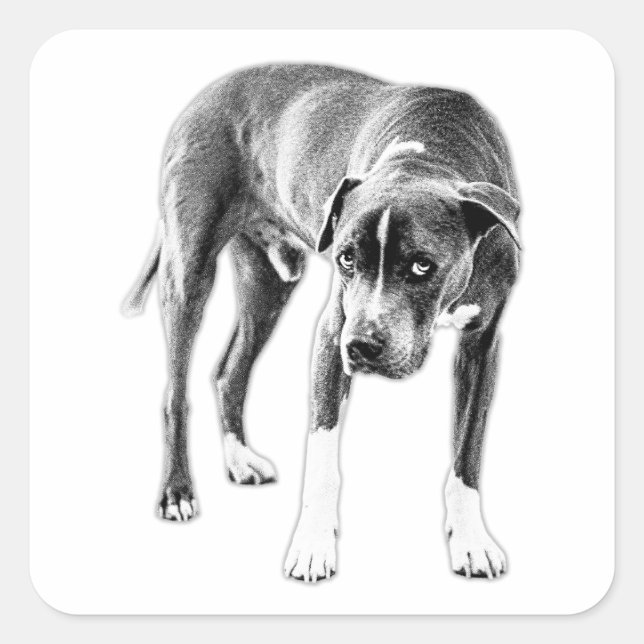 Die-Cut Look: Moody Pitbull Mix Square Sticker (Front)
