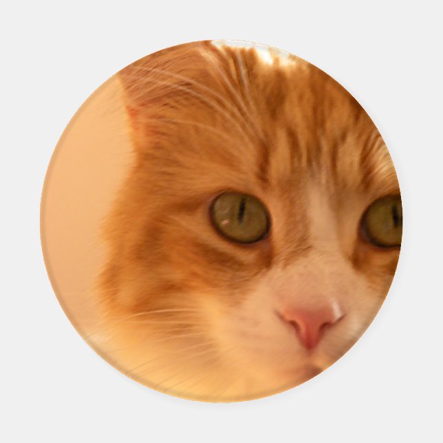 Diego the Cat Coaster Set (Single)