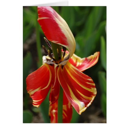 Dieing Tulip Cards (Front)