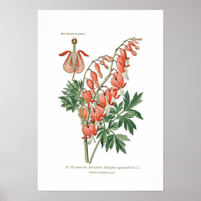 Dielytra (Dicentra) spectablis Poster (Front)