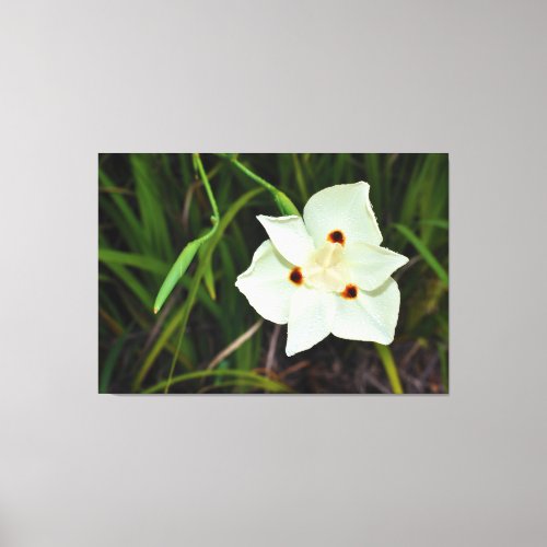 Dietes Bicolor African Iris Fortnight Lily Canvas Print