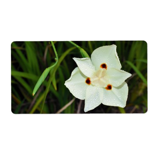 Dietes Bicolor African Iris Fortnight Lily Label