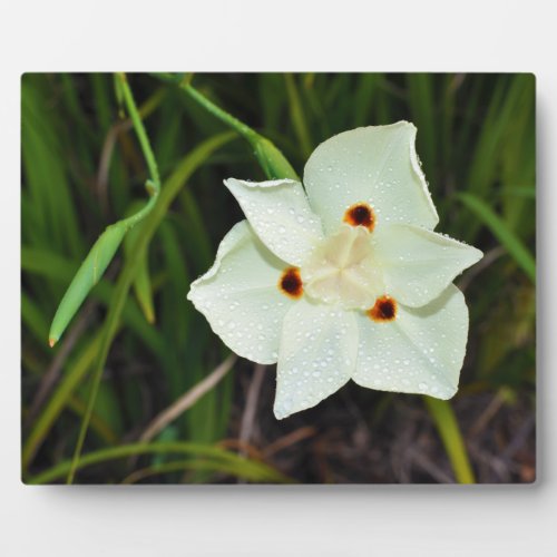 Dietes Bicolor African Iris Fortnight Lily Plaque