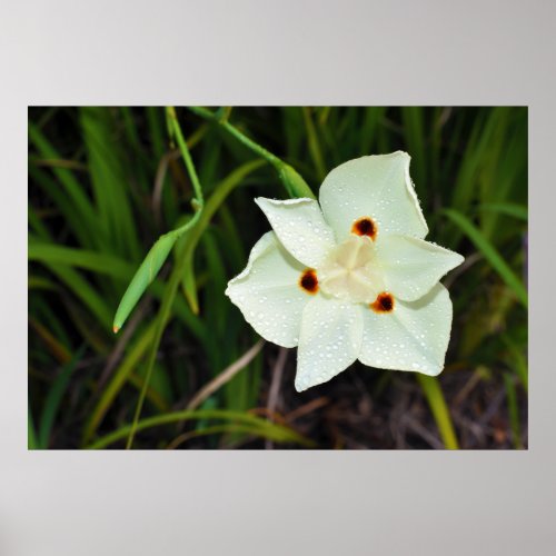 Dietes Bicolor African Iris Fortnight Lily Poster