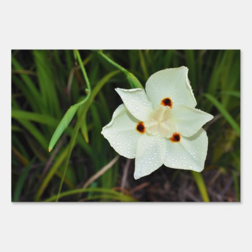 Dietes Bicolor African Iris Fortnight Lily Sign