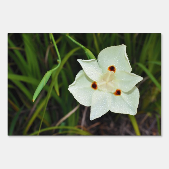 Dietes Bicolor African Iris Fortnight Lily Lawn Signs
