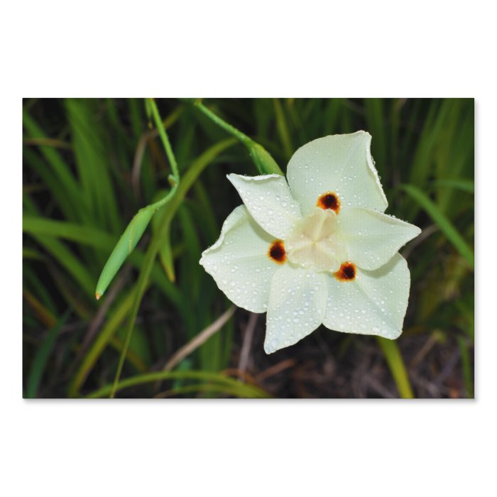 Dietes Bicolor African Iris Fortnight Lily Lawn Signs