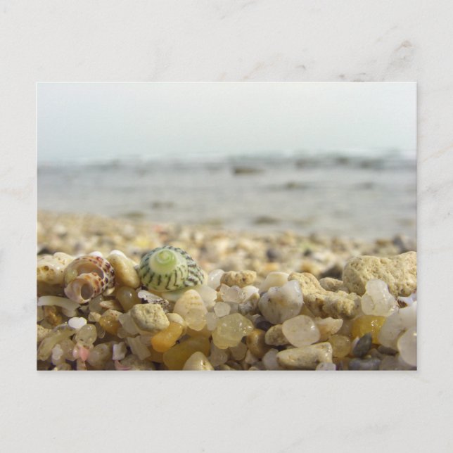 Difference - Shell and Pebbles at the beach Postcard (Front)
