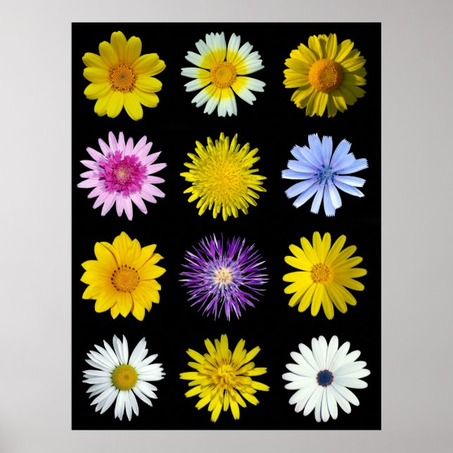 Different flowers of the Asteraceae family. Poster (Front)