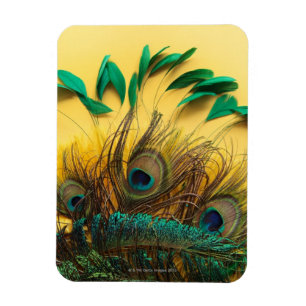 Different Peacock Feathers Magnet