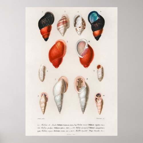 Different types of mollusks poster