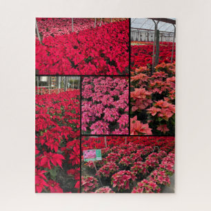Difficult Christmas Poinsettias 500 pieces Jigsaw Puzzle