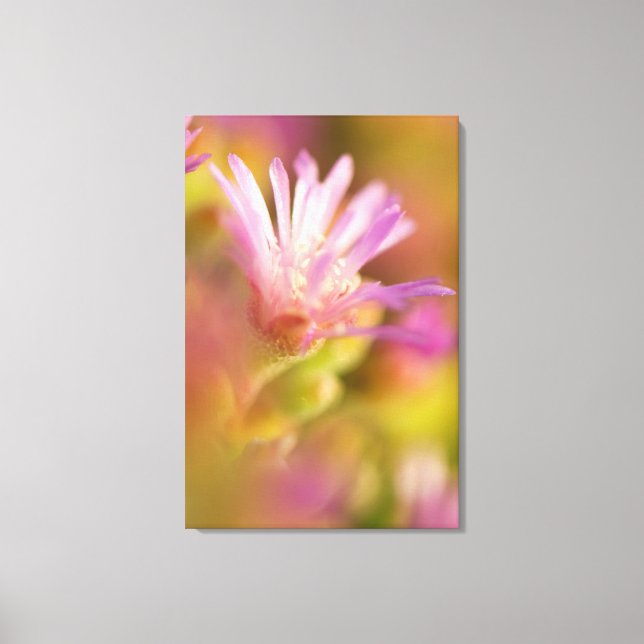 Diffused Image Of A Colorful Succulent Flower Canvas Print (Front)