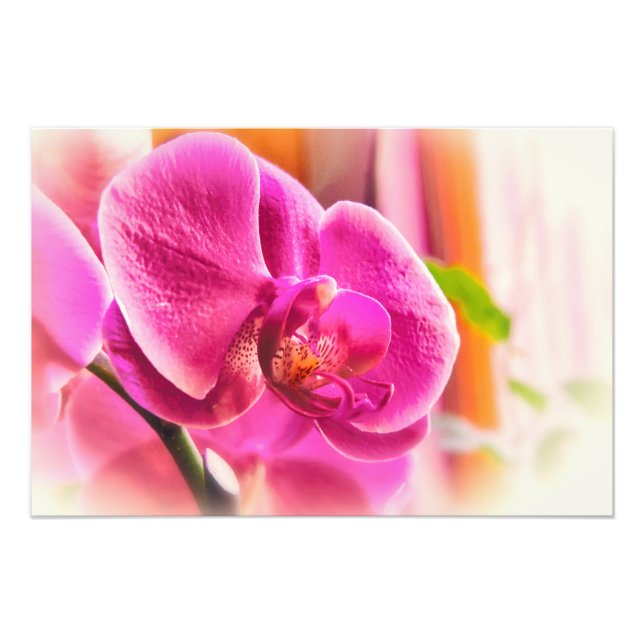 Diffused Orchid Photo Print (Front)
