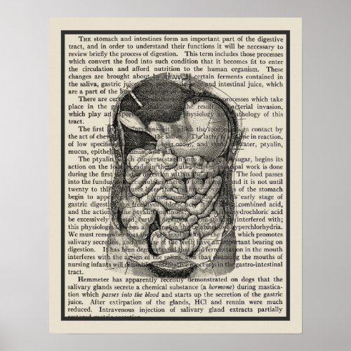 Digestive System Anatomy Art Print 1