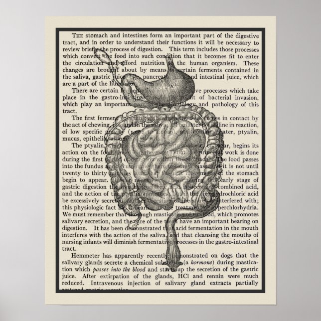 Digestive System Anatomy Art Print #4 (Front)