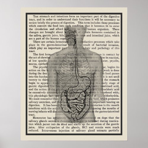Digestive System Anatomy Art Print 5