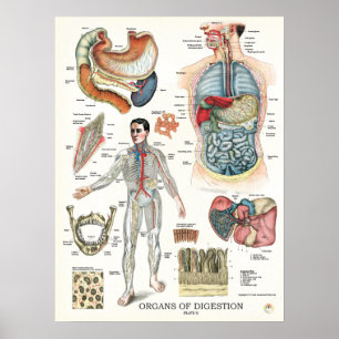 Digestive System Anatomy Poster 18 x 24