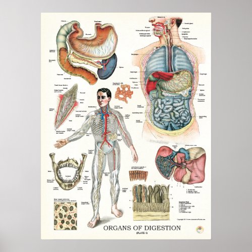 Digestive System Anatomy Poster Internal Organs