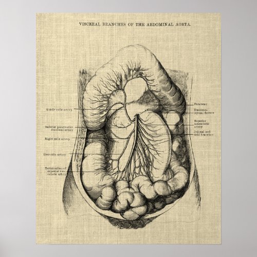 Digestive System Anatomy print 2 Gastroenterology