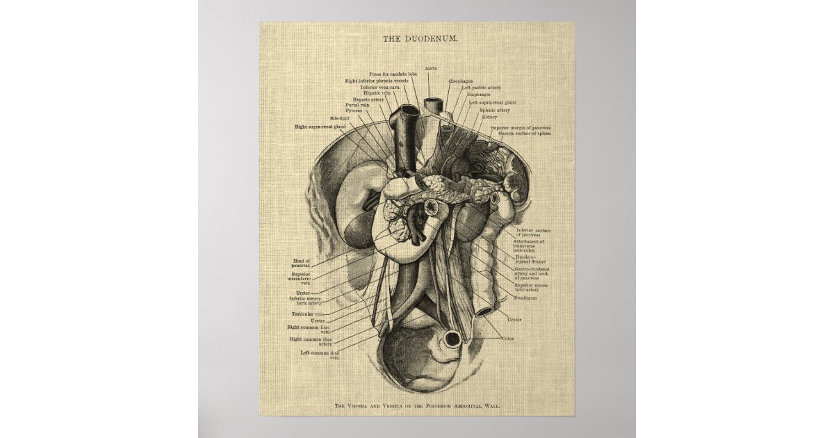 Digestive System Anatomy print 3 Gastroenterology | Zazzle