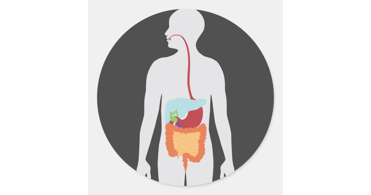 Digestive System Classic Round Sticker | Zazzle