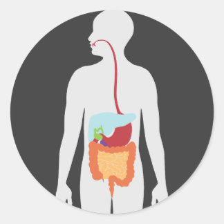 Digestive System Classic Round Sticker