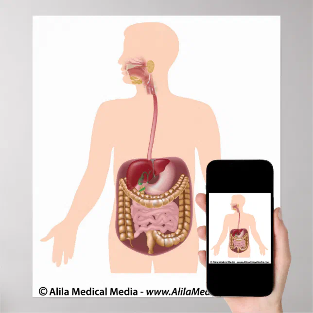 Digestive System Diagram Without Labels