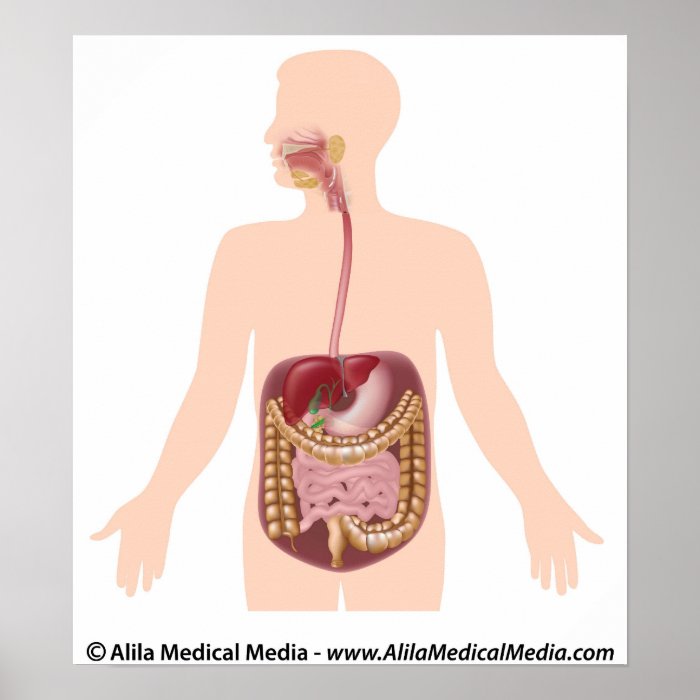 Digestive system diagram poster