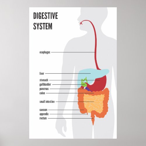 Digestive System Poster