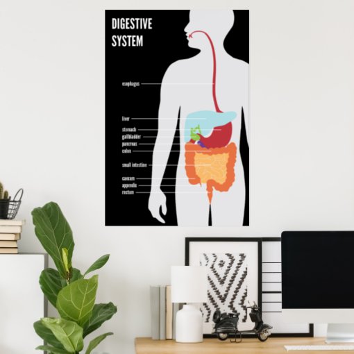 Digestive System Poster | Zazzle