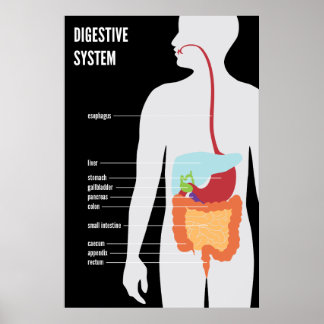 Digestive System Poster