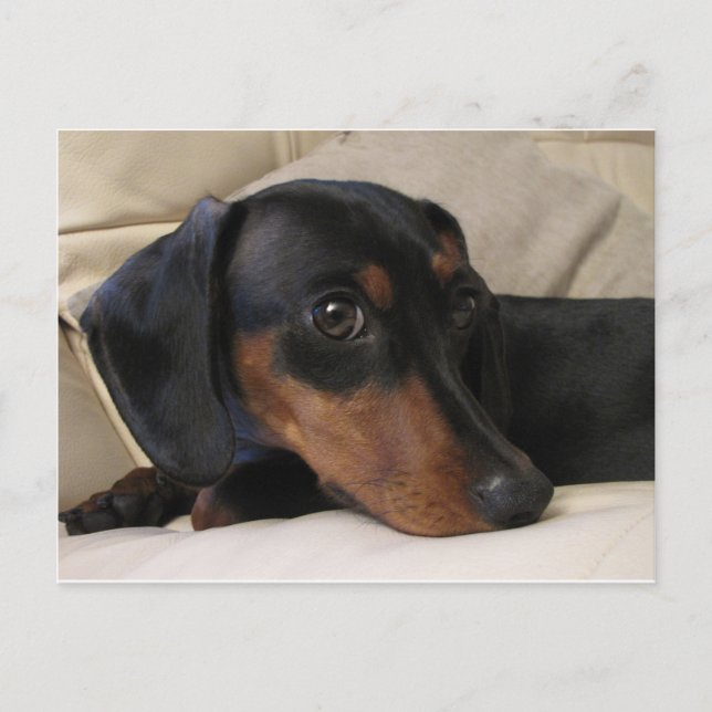 Digger the Dachshund Postcard (Front)