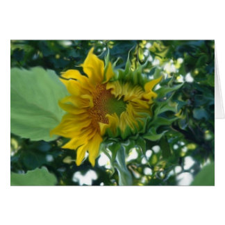 Digital Art Sunflower Opening in Light Cards