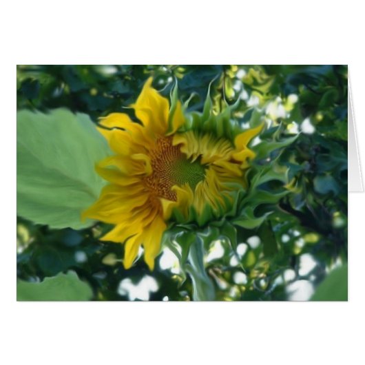 Digital Art Sunflower Opening in Light Cards (Front Horizontal)