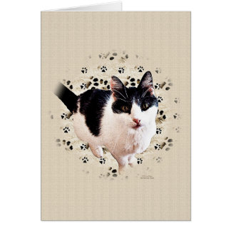 Digital Cat Sketch Cards