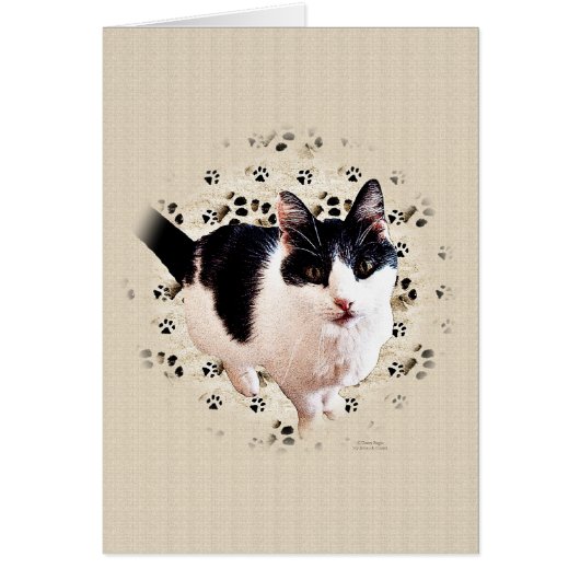 Digital Cat Sketch Cards (Front)