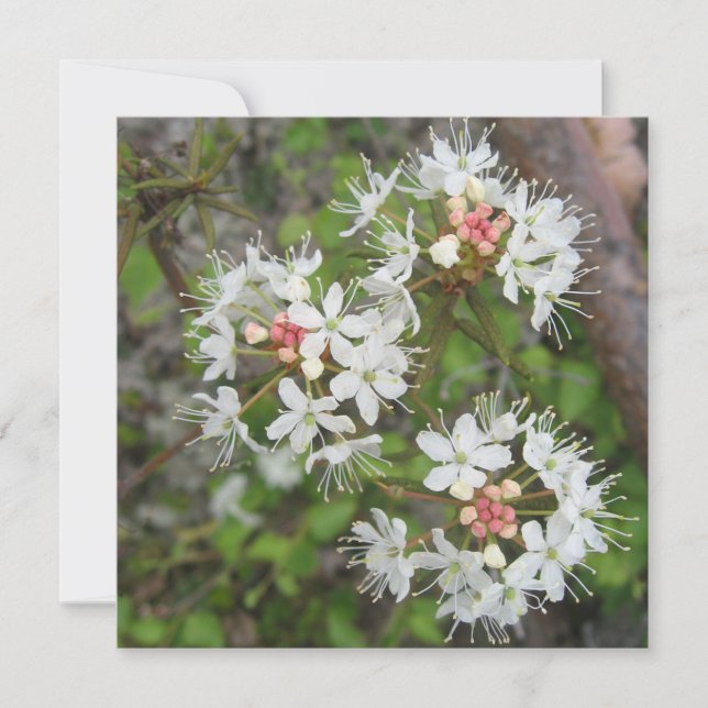 Digital Postcard (Front)