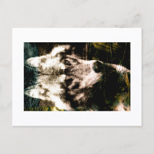 Digital Remix Art : Wolf Postcard Print by JHT