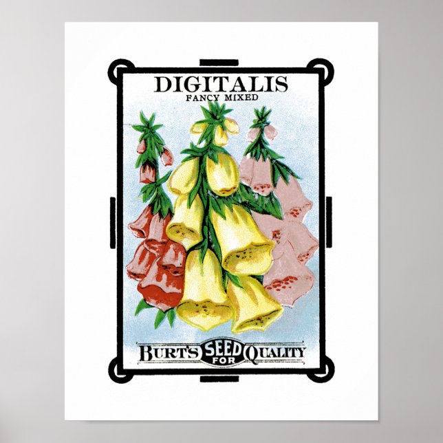 Digitalis Seed Packet Label Poster (Front)