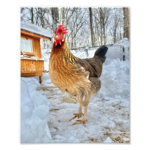Dignified Chicken Photo Print