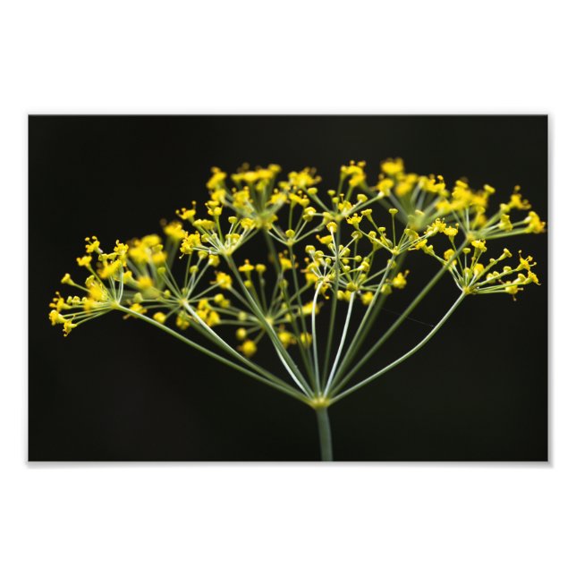 Dill (Anethum graveolens) Photo Print (Front)