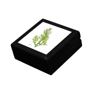 Dill Art Ceramic Tile